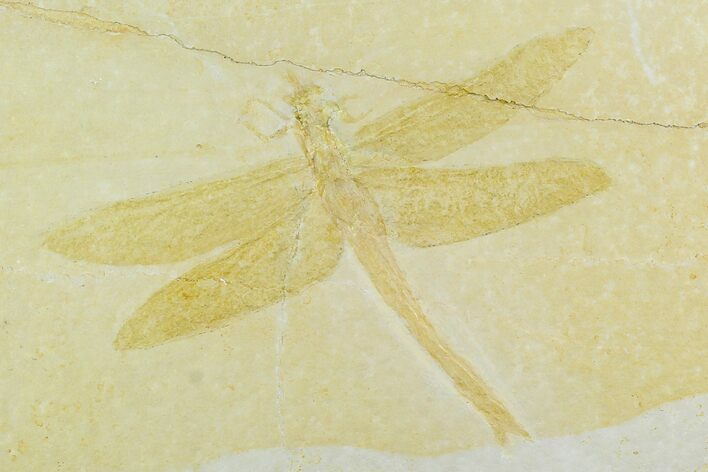 Fossil Dragonfly (Cymatophlebia) - Solnhofen Limestone #129244